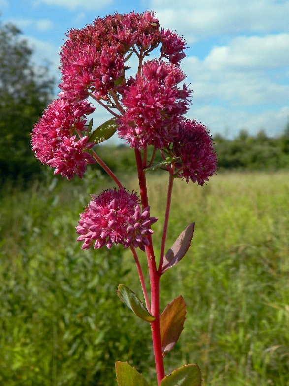 Изображение особи Hylotelephium triphyllum.