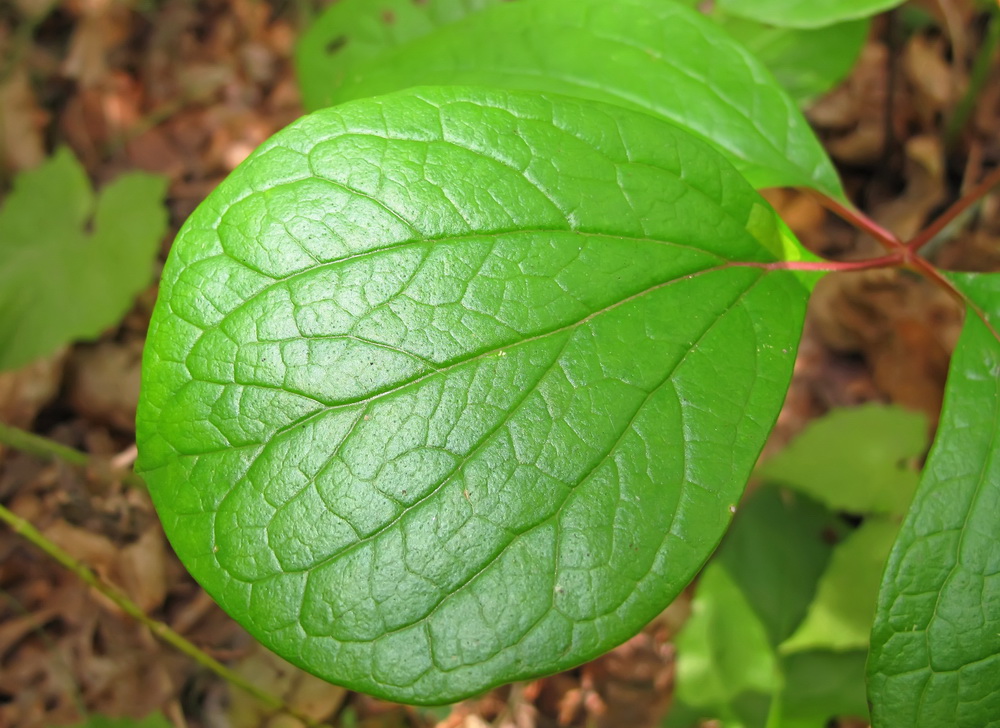 Image of Paeonia obovata specimen.