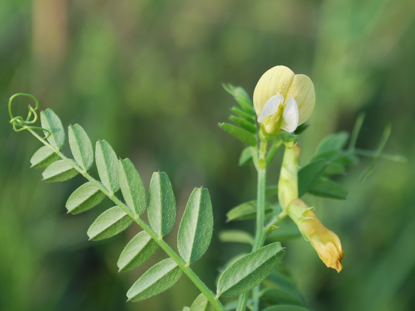 Изображение особи Vicia hyrcanica.