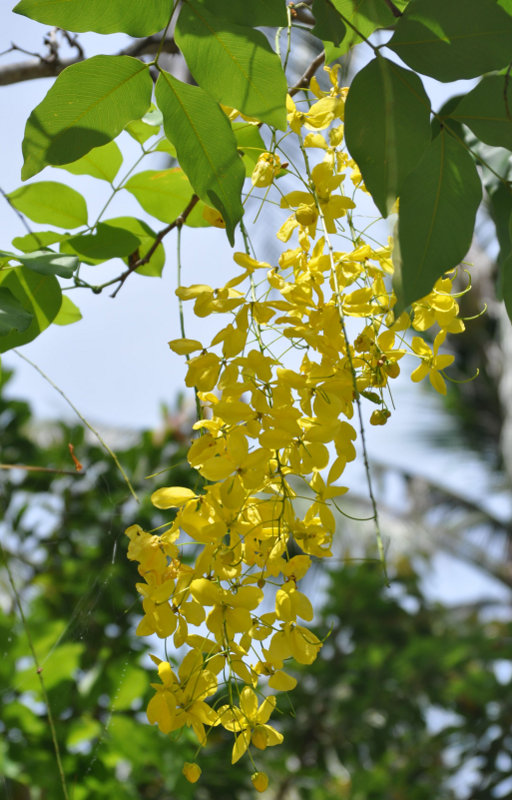 Image of Cassia fistula specimen.