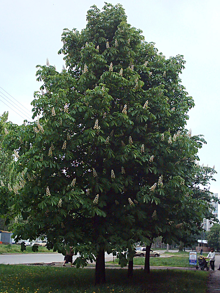 Image of Aesculus hippocastanum specimen.