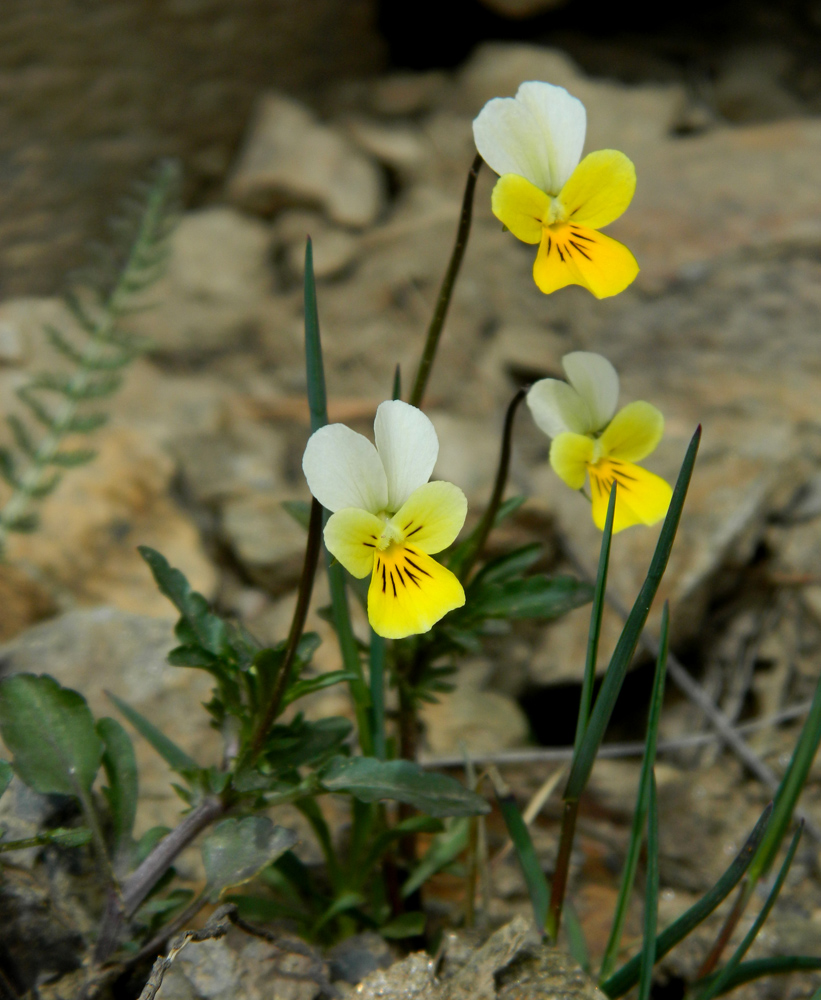 Изображение особи Viola tricolor ssp. alpestris.