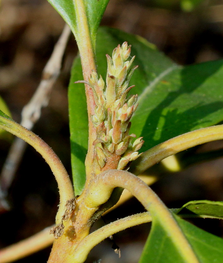 Image of Kalmia latifolia specimen.