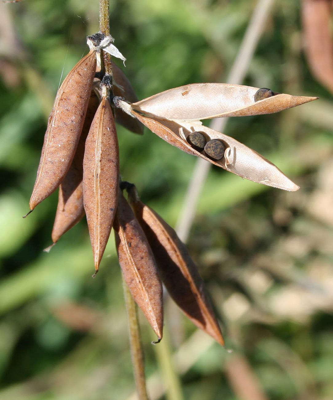 Image of Vicia cracca specimen.