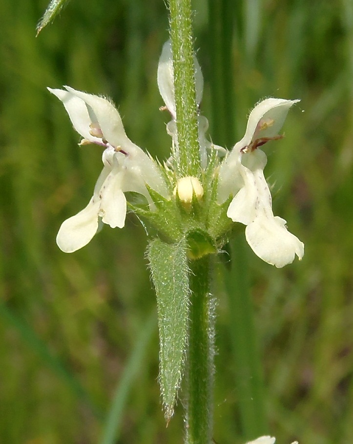 Image of Stachys recta specimen.