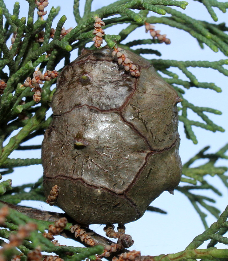 Image of Cupressus sempervirens specimen.