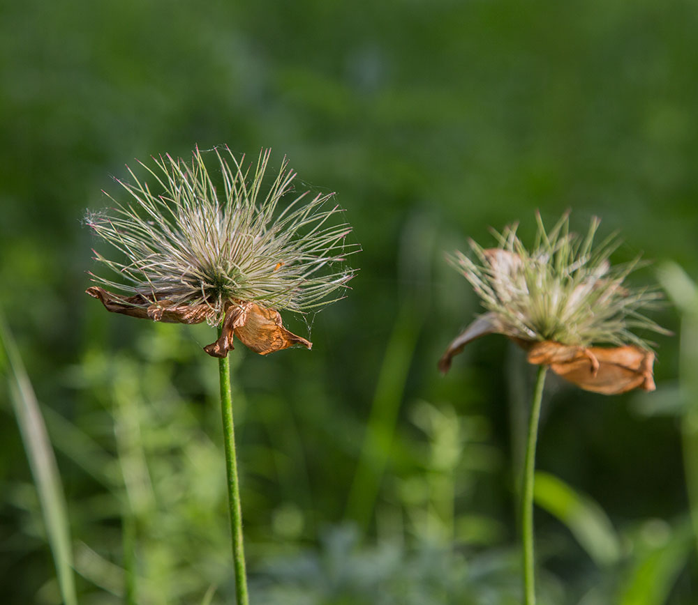 Image of Pulsatilla patens specimen.