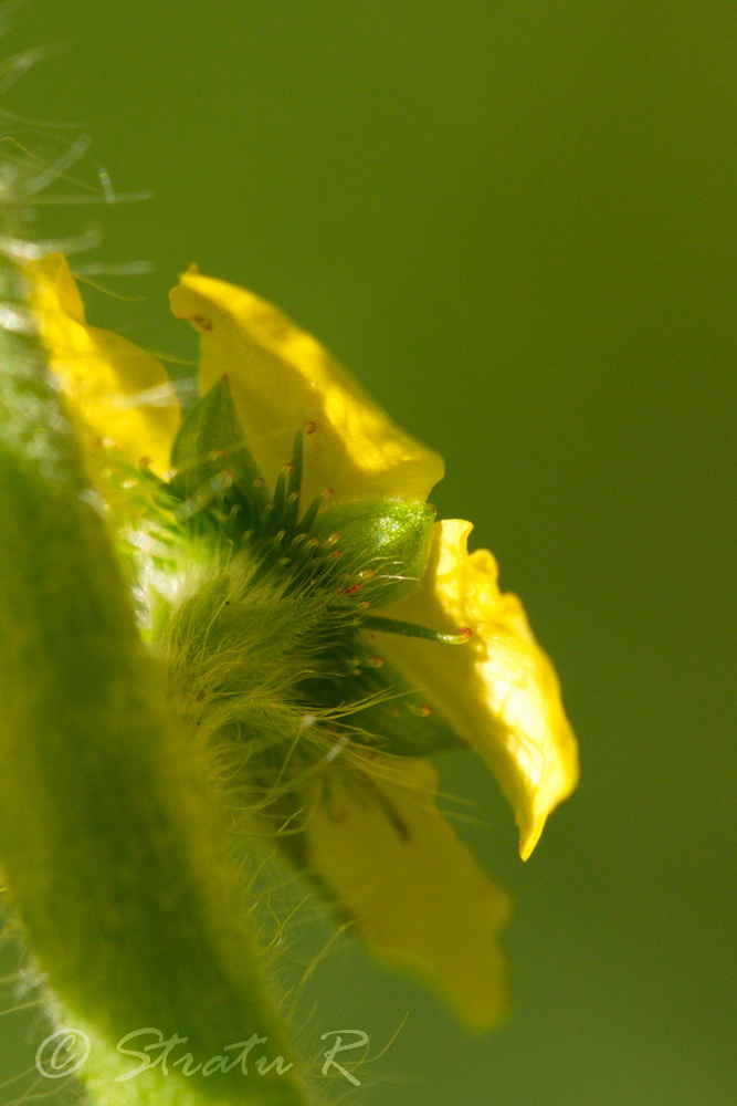 Изображение особи Agrimonia eupatoria.