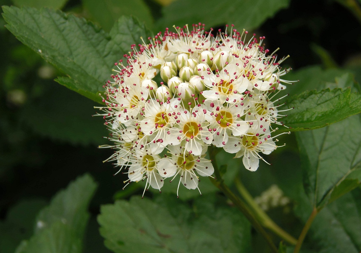 Изображение особи Physocarpus opulifolius.