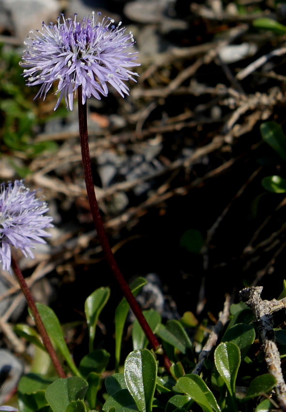 Image of Globularia cordifolia specimen.