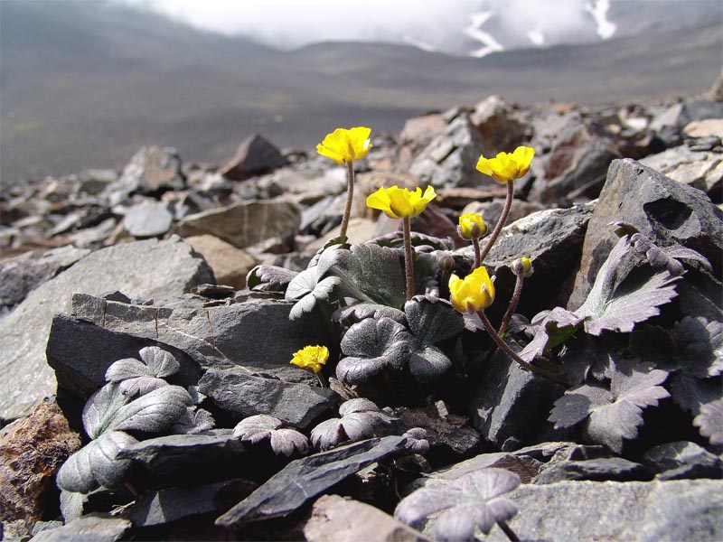 Image of Ranunculus arachnoideus specimen.