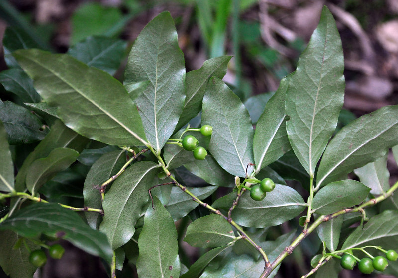 Image of Vaccinium arctostaphylos specimen.