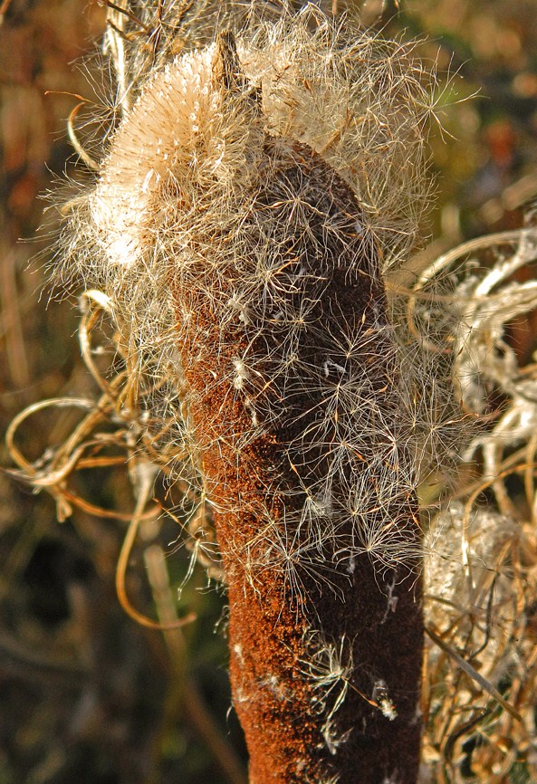 Image of genus Typha specimen.