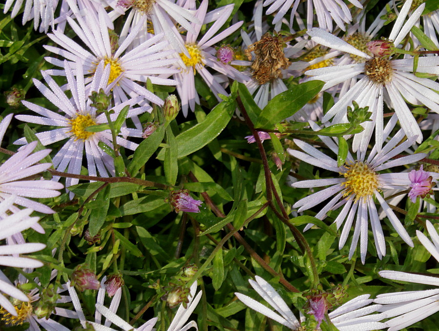 Image of genus Symphyotrichum specimen.