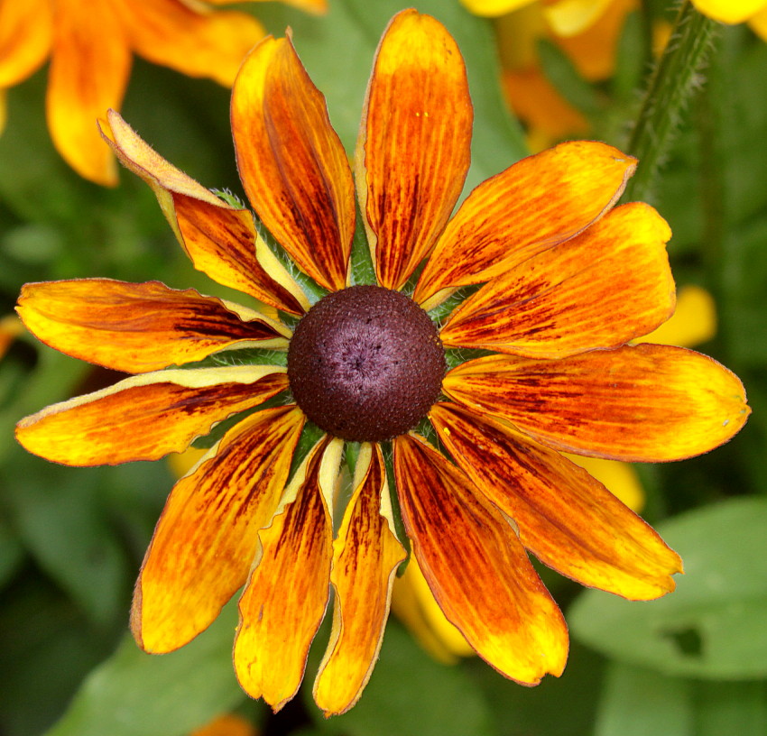 Image of Rudbeckia hirta specimen.