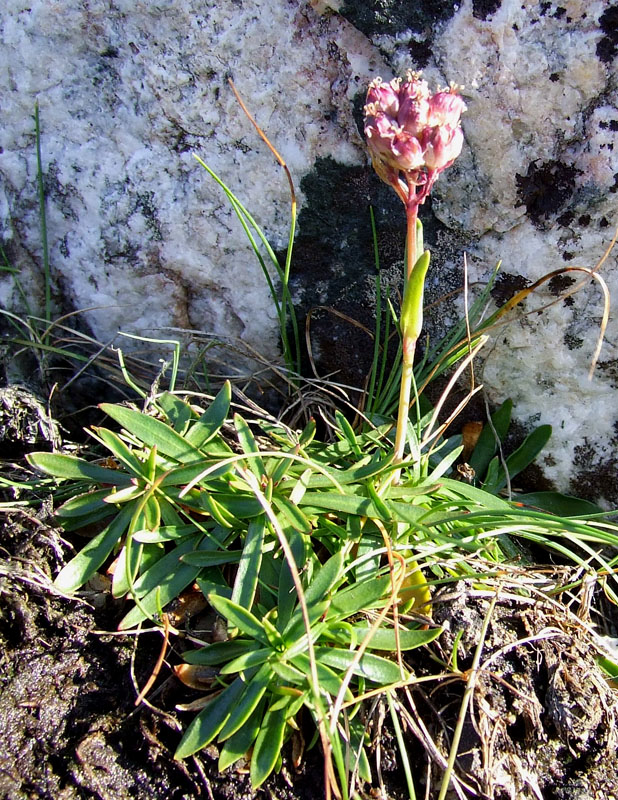 Image of Viscaria alpina specimen.