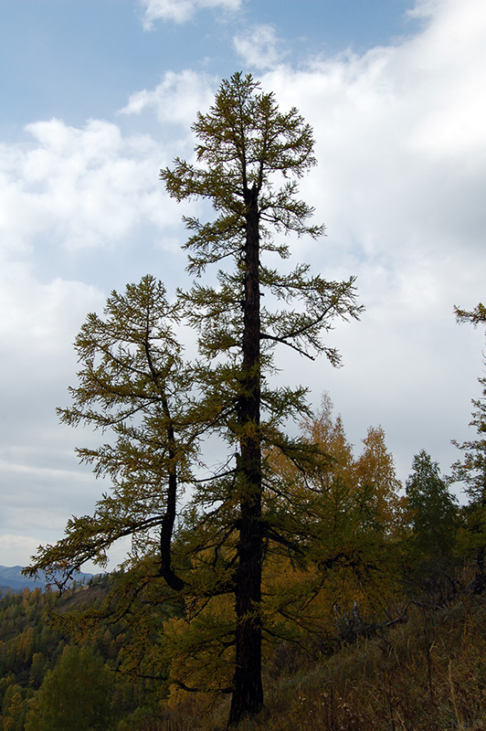 Image of Larix sibirica specimen.