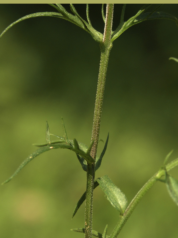 Image of Melampyrum arvense specimen.