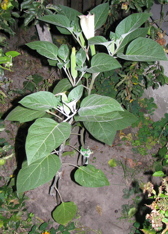 Изображение особи Datura innoxia.