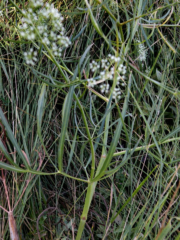 Image of Falcaria vulgaris specimen.