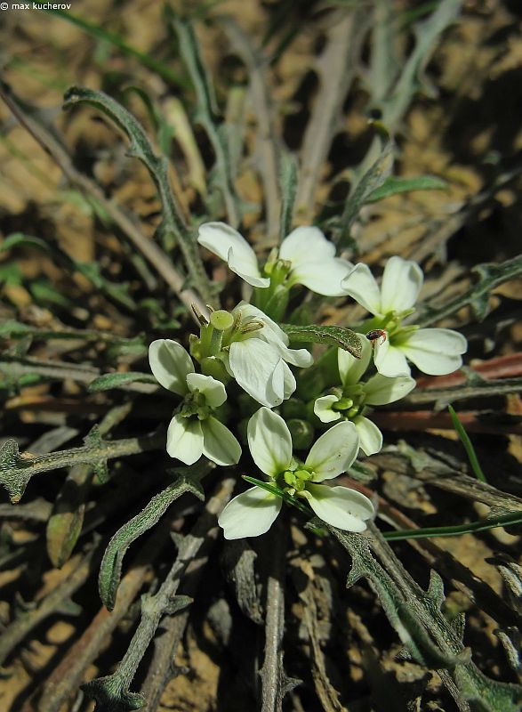 Image of Erysimum leucanthemum specimen.