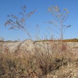 genus Artemisia. Плодоносящее растение. Краснодарский край, окр. г. Крымск, грязевой вулкан Шуго. 11.10.2014.