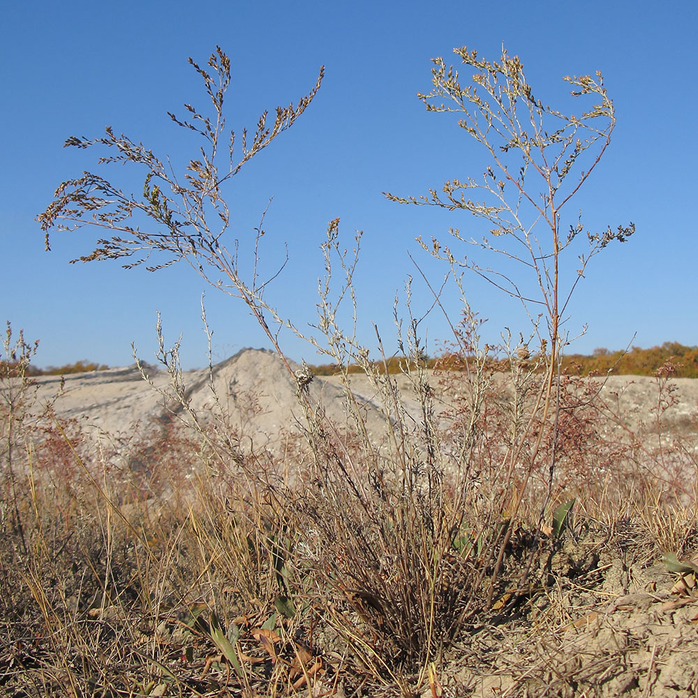 Image of genus Artemisia specimen.