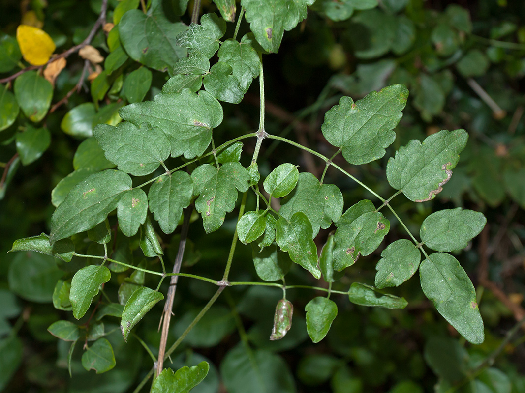 Image of Clematis vitalba specimen.