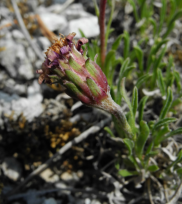 Изображение особи Rhinactinidia eremophila ssp. tuvinica.
