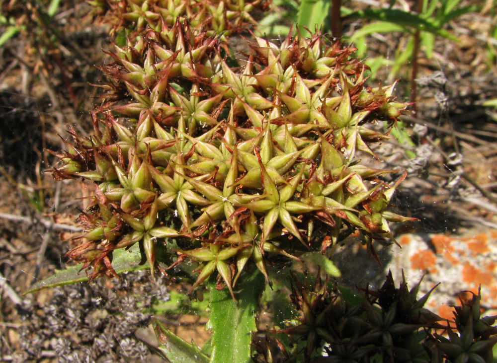 Изображение особи Aizopsis baicalensis.