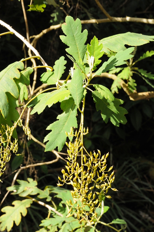 Изображение особи Bocconia arborea.