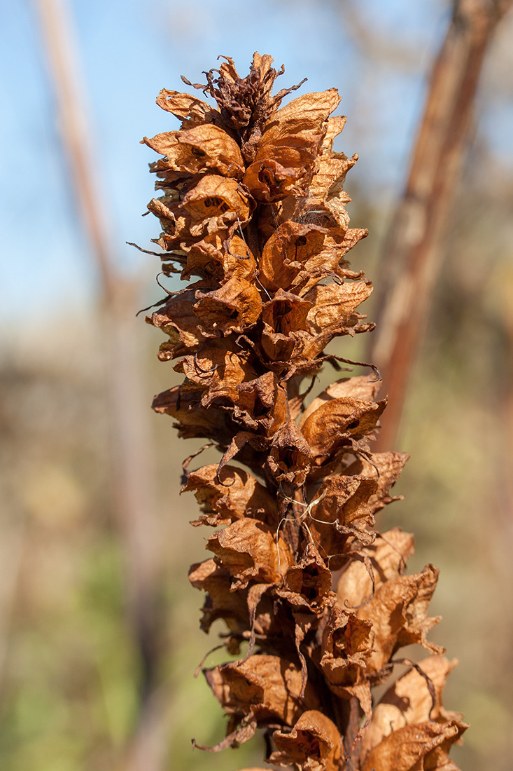 Image of Orobanche pallidiflora specimen.