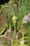 Allium amethystinum