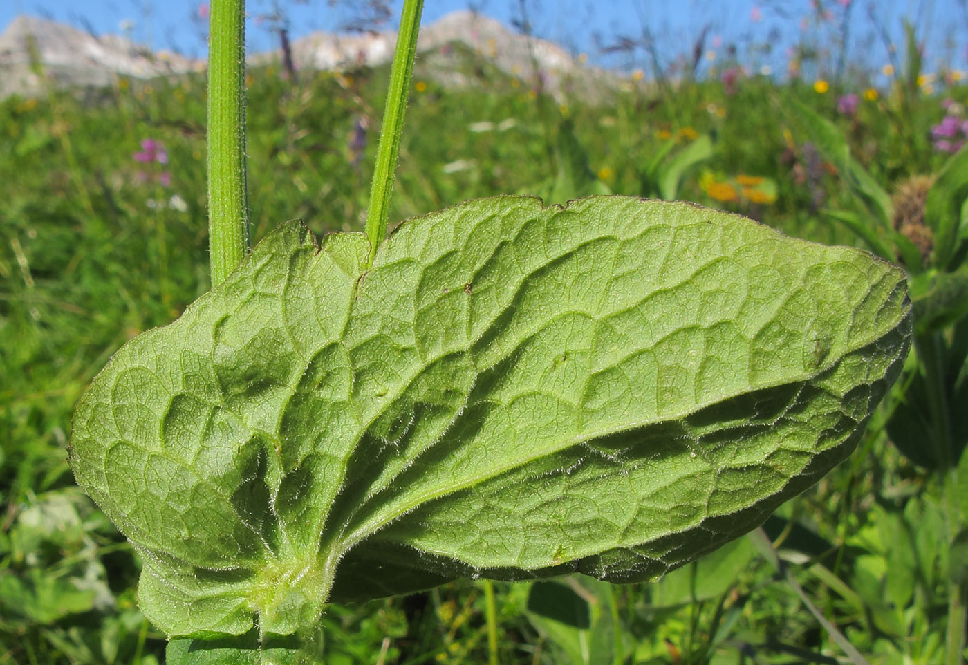 Image of Doronicum macrophyllum specimen.