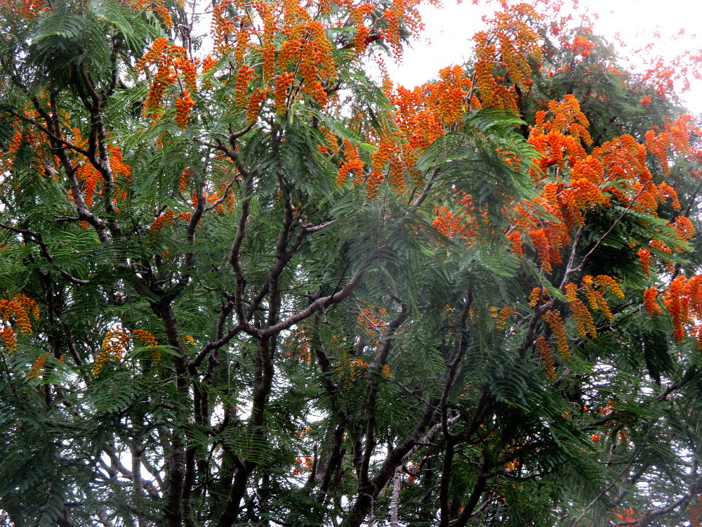 Image of Colvillea racemosa specimen.