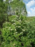 Viburnum opulus