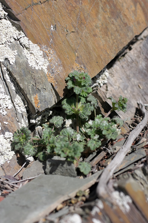 Изображение особи Lamium amplexicaule.