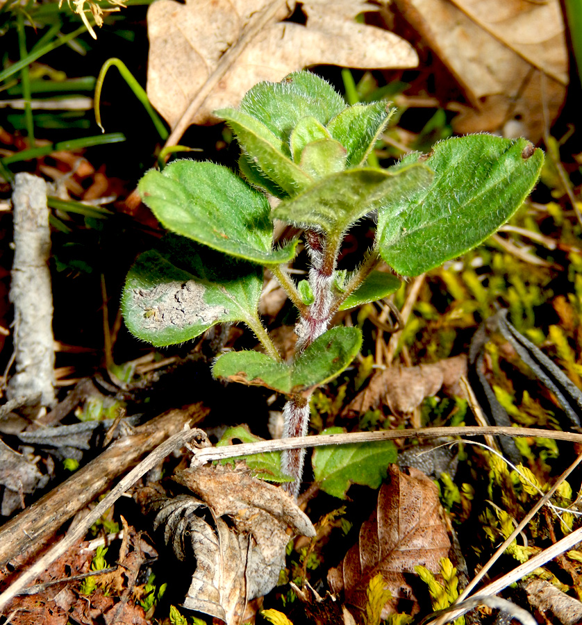 Изображение особи Origanum vulgare ssp. viride.