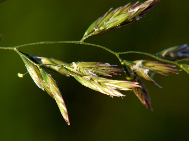 Изображение особи Festuca rubra.