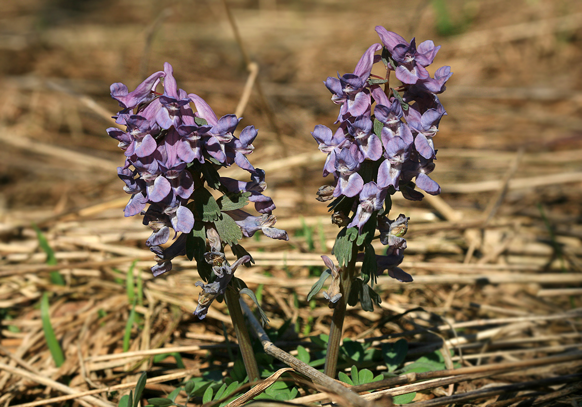 Image of Corydalis solida specimen.