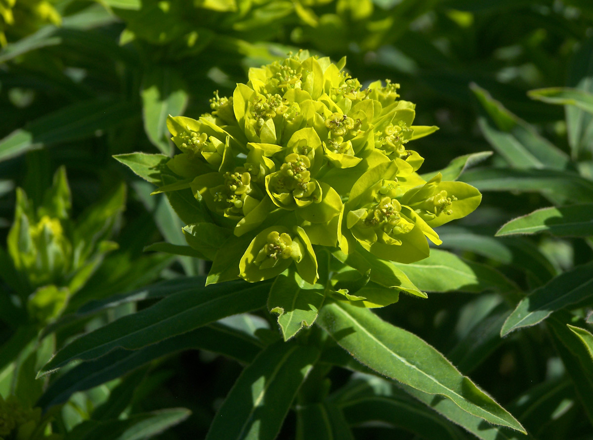 Изображение особи Euphorbia semivillosa.