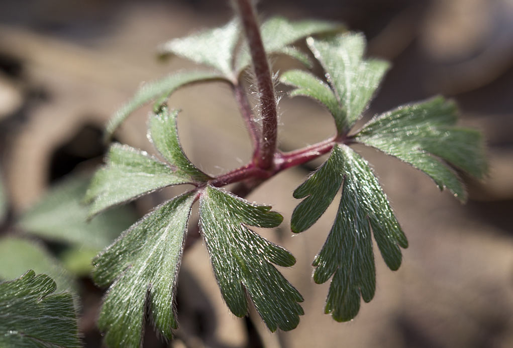 Image of Anemone blanda specimen.