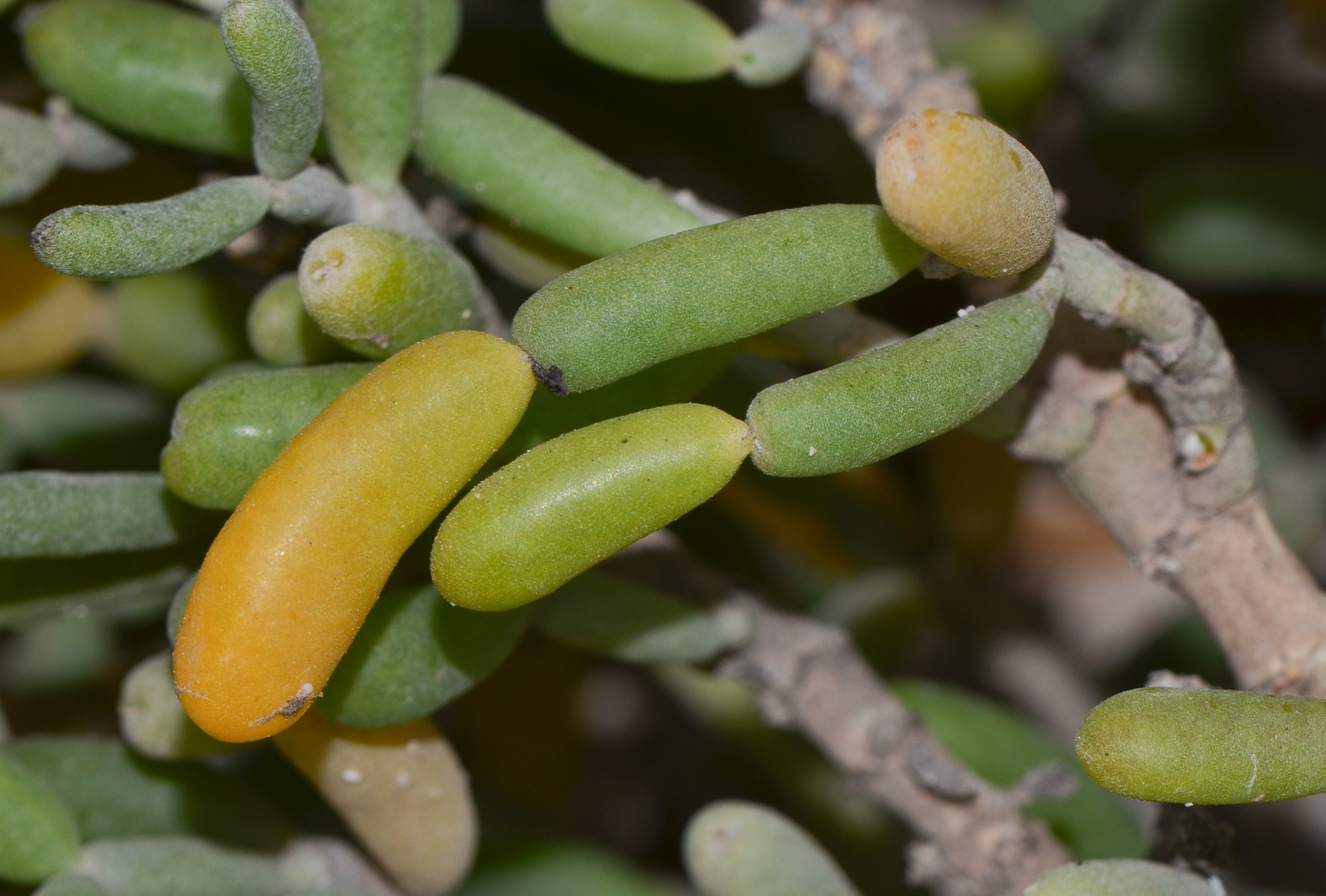 Изображение особи Tetraena fontanesii.