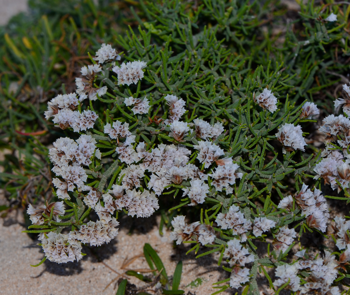 Изображение особи Limonium papillatum.