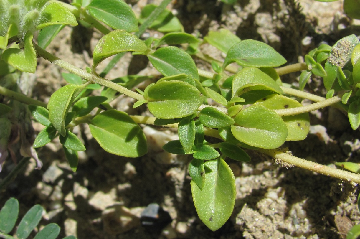 Изображение особи Ziziphora puschkinii.