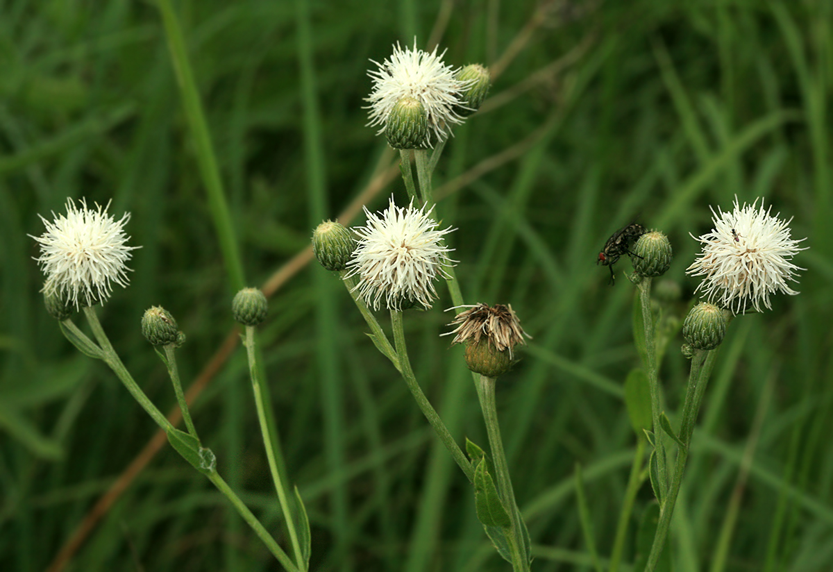 Изображение особи Cirsium arvense.