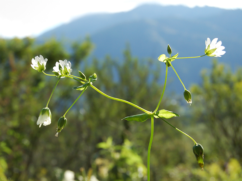 Изображение особи Cerastium davuricum.