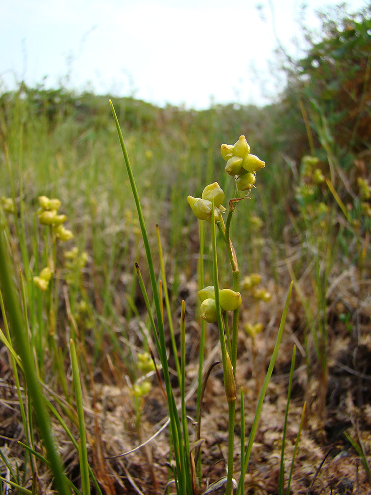 Image of Scheuchzeria palustris specimen.