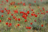 Papaver pavoninum