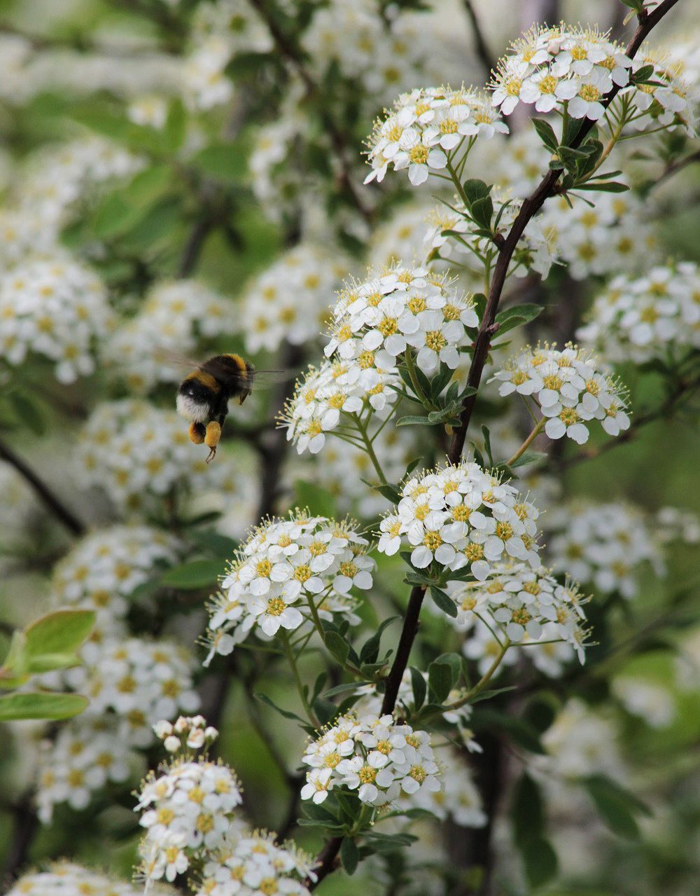 Image of Spiraea &times; cinerea specimen.